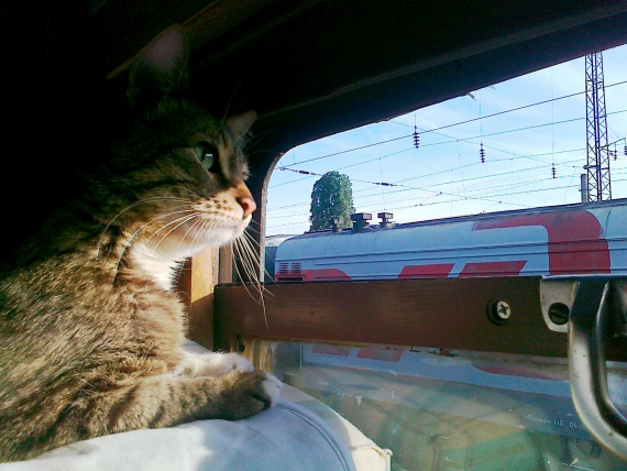 как ехать с кошкой в поезде