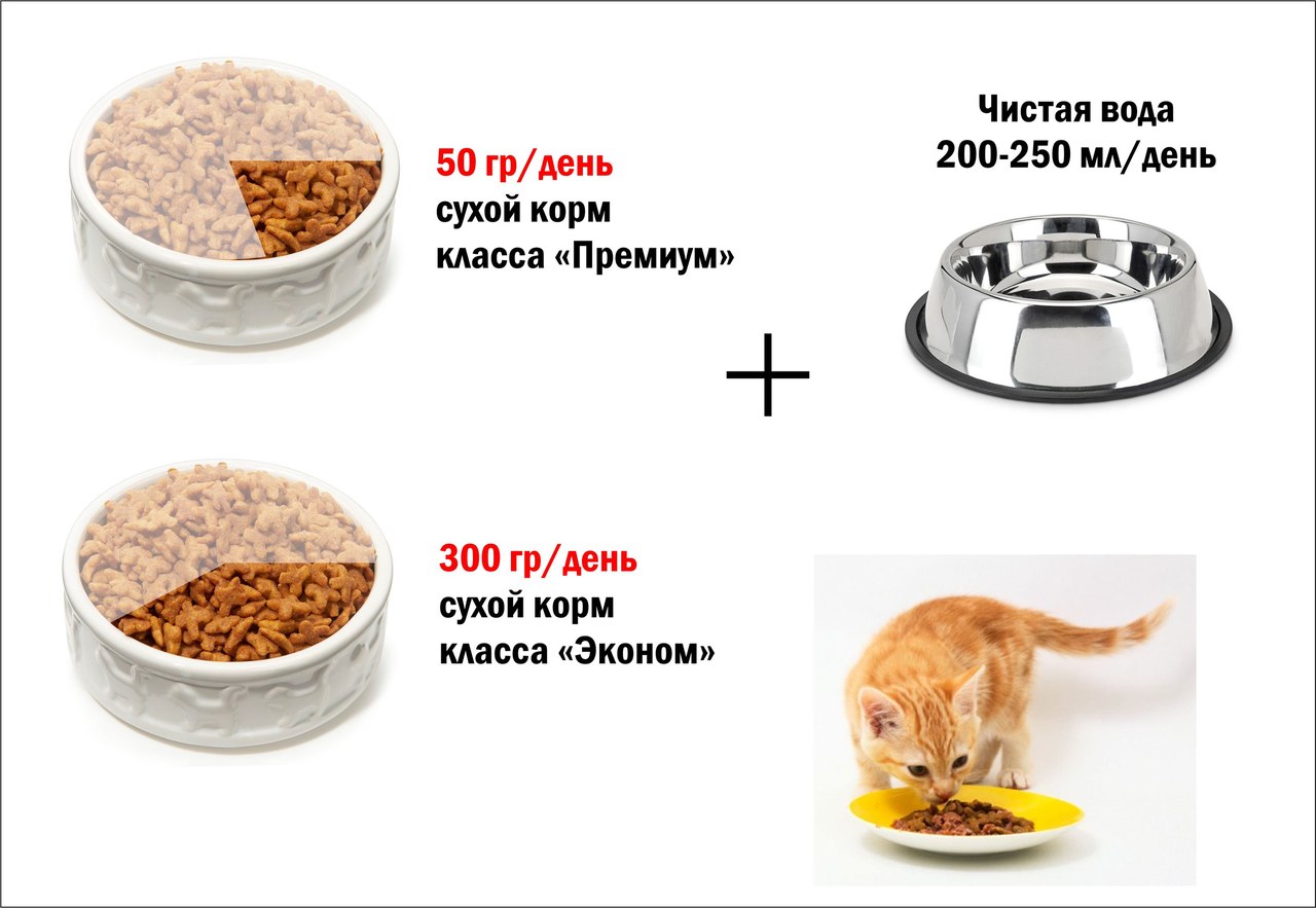 Потеряшки.ру | Полезная информация | Питание кошек